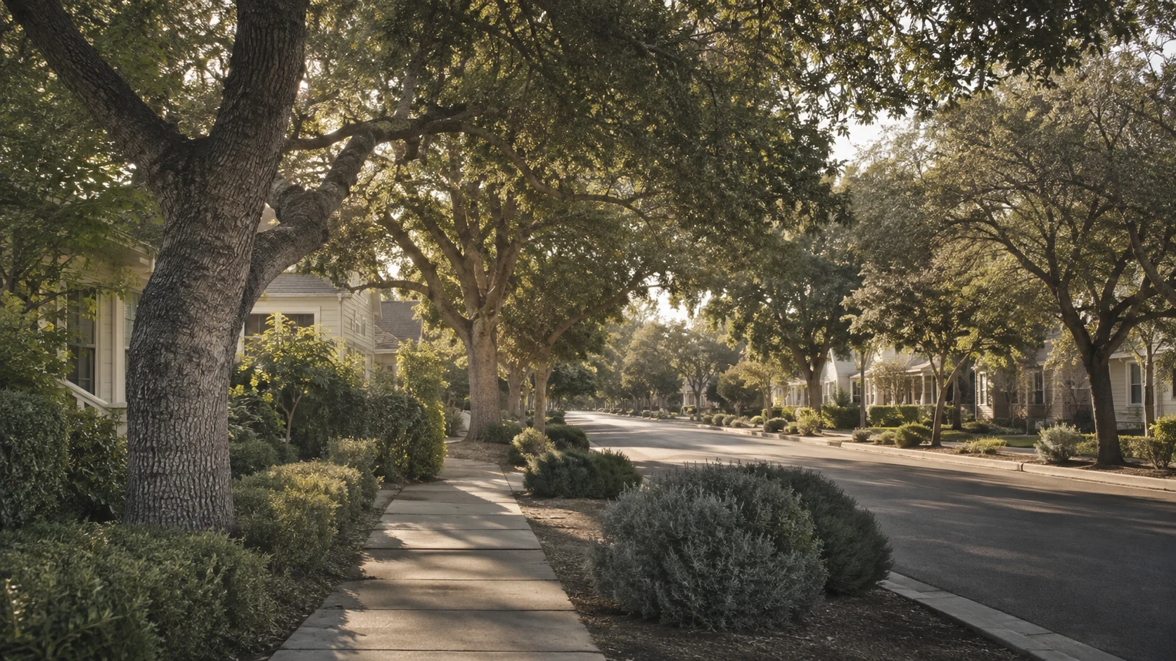 Tree-lined residential street on the Central Coast